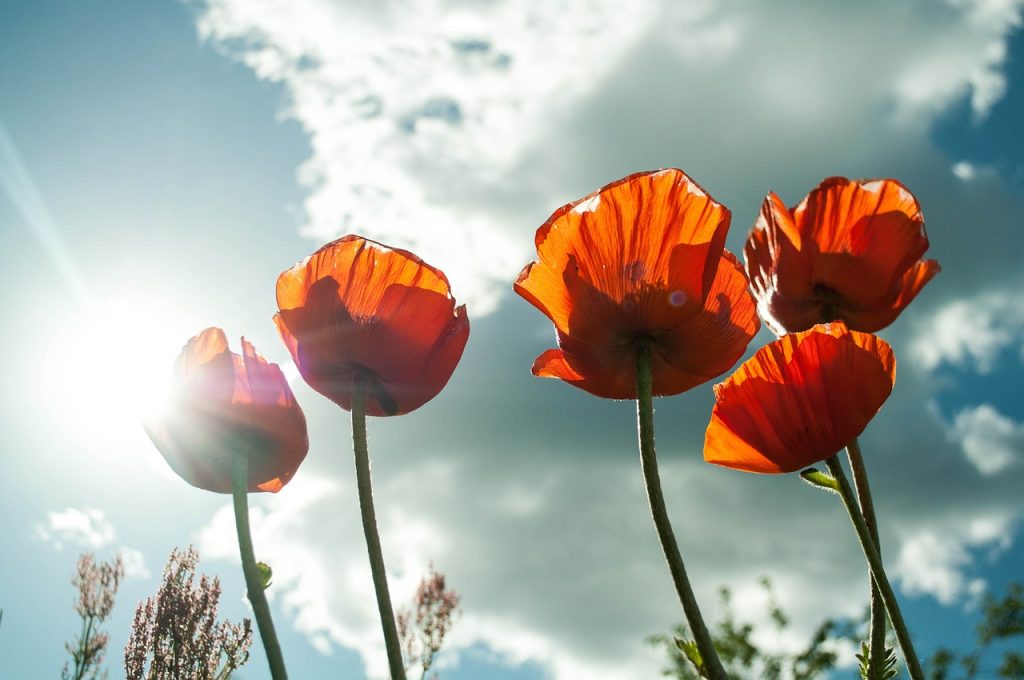 poppies, flowers, sunlight