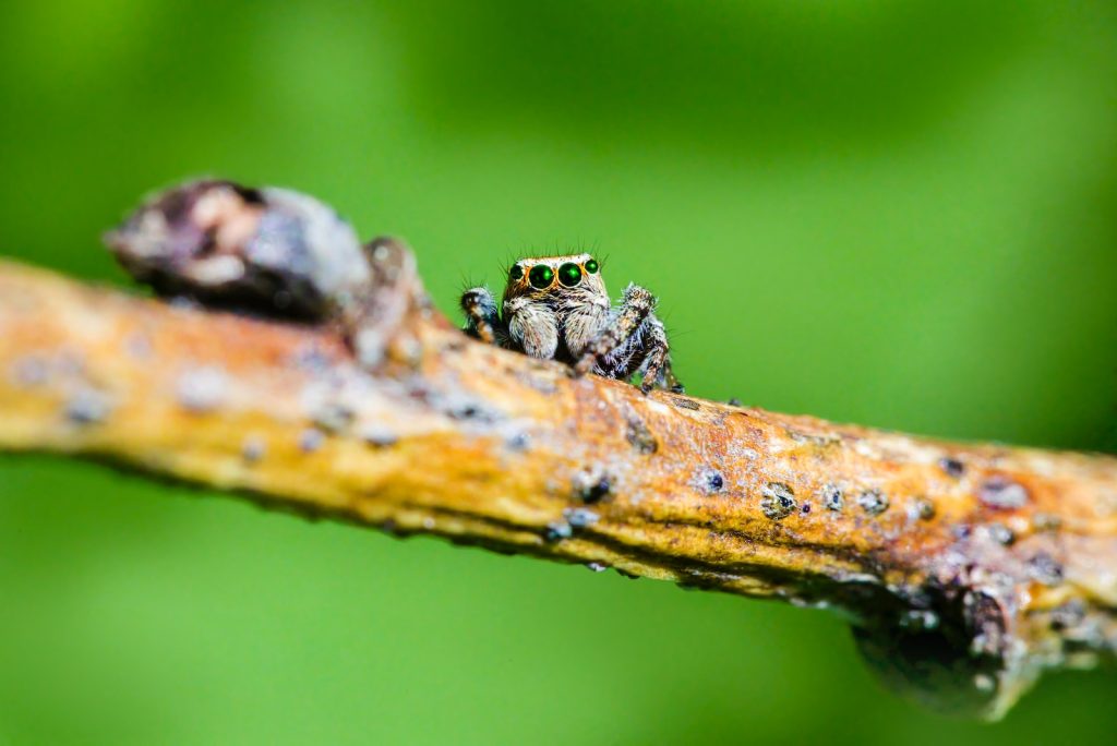a close up of a small spider on a branch