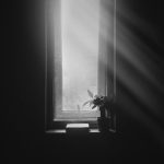 grayscale photography of plant on window